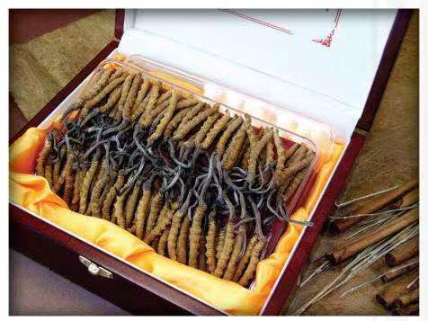 嘉峪关冬虫夏草回收